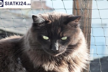 Siatki Kowary - Zabezpieczenie balkonu siatką - Kocia siatka - bezpieczny kot dla terenów Kowar
